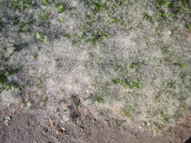 Cotton