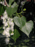 Cottonwood cotton
