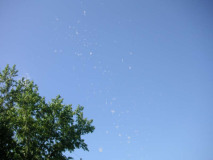 Cotton