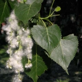 Cottonwood cotton