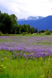 Landscape near Clark Fork