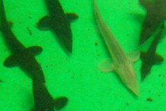kootenairiversturgeon_erikmerrill