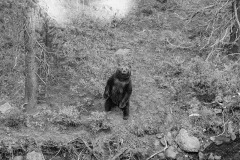 Grizzly near Cascade Creek