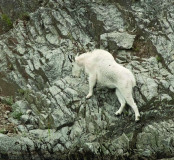 Bernard-Peak-Goat1