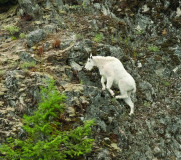 Bernard-Peak-Goat2