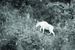 Bernard-Peak-Goat3GS