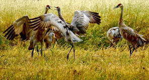 06-15-sandhill_cranes-0120