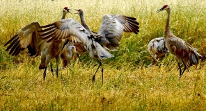 06-15-sandhill_cranes-0120