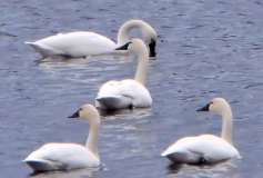 valencia-four-tundra-swans-031612