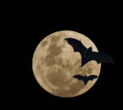 full moon and bats