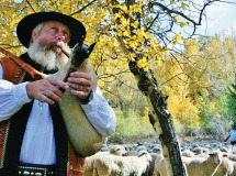 Post-parade-Resting-spot-Polish-Highlander-plays-for-the-sheep.-Credit-Carol-Waller-2012X