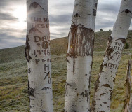 Idaho, South central, Stanley. Vandalized aspen trees.