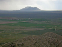 Artemisia arbuscula
