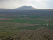 Artemisia arbuscula