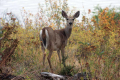 Deer on the lakeshore, photo courtesy of Idaho Tourism