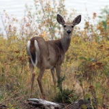 Deer on the lakeshore, photo courtesy of Idaho Tourism