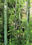 find-the-bike-in-the-tree-along-the-Trail-of-the-Coeur-d_Alenes-by-Pinehurst