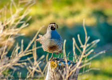 Wild Quail sits on a fence in the morning light