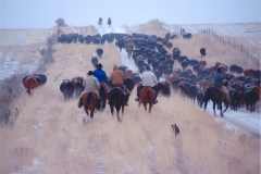 2010, Second Place, by Ross Walker