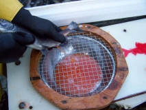 Spawning a female & bowl of eggs