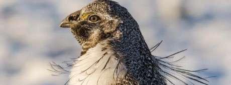 An Idaho wildlife fan and photographer chronicles the spring mating dances of greater sage grouse near Dubois.