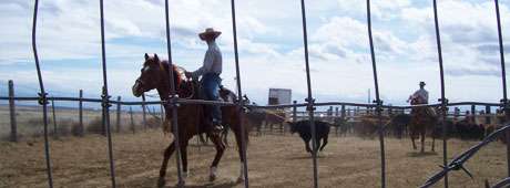 Raised in a Canadian city, a young woman who had never seen a tumbleweed married into an Idaho cowboy family. For a long time, fitting in wasn’t easy.