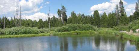 A children's fishing pond near Island Park is on the land of a former family-owned sawmill, whose history the author traces through six generations of in-laws.