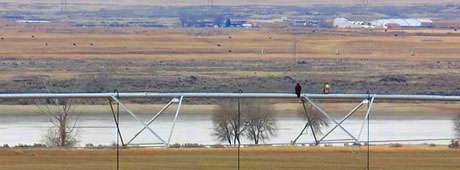 Raised in this farming community near Twin Falls, the author describes her early years living between two canals.