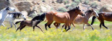 Her initial plan was to photograph the wild horses of Challis, but the project turned into something much bigger than that.