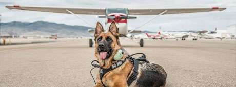 A bush pilot gets a protection dog who is useless, until she meets the Dog Whisperer.