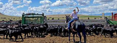 Battling a recent flood and decades of a descending water table has helped these farmers and ranchers to bond.