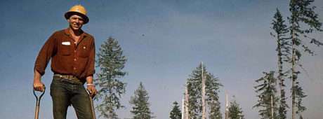 Back in the 1950s, pulling plants that carried blister rust was only part of a summer Forest Service crew's work.