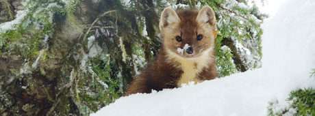 A wildlife biologist in northern Idaho details a fascinating discovery about marten species.