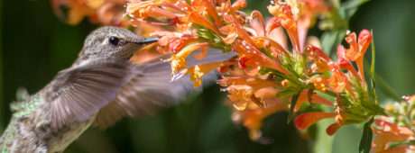 In words and photos, a hummingbird expert chronicles the arrival to Idaho of a new species of the tiny creature.