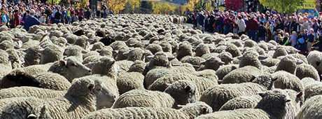 A founder of Ketchum's Trailing of the Sheep Festival recollects the popular event's origins.