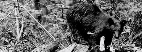 Over the decades of tramping the backwoods and mountains of Idaho, the author has had a few run-ins with bears.