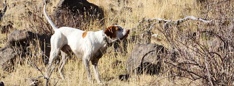 On a bird-hunting trip in west-central Idaho, the author's Miller English pointer has a damaging encounter. 