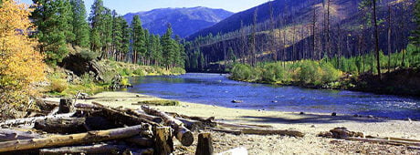 On a mission to clear weeds from the banks of the Salmon River, the author ponders what belongs where in nature.