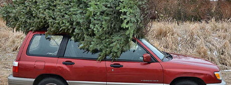 One Christmas, a Moscow family harvested what they thought was the alpha tree, unaware that it carried its own ecosystem. 