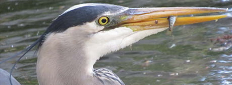 During an internship in Boise, a young naturalist learns from people and animals to go slowly and observe closely. 