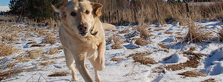 Pets haven't always worked out in this family but what could go wrong with a pup that turns into a ninety-pound dog?   